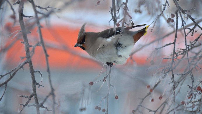 Птица с хохолком и желтым кончиком хвоста