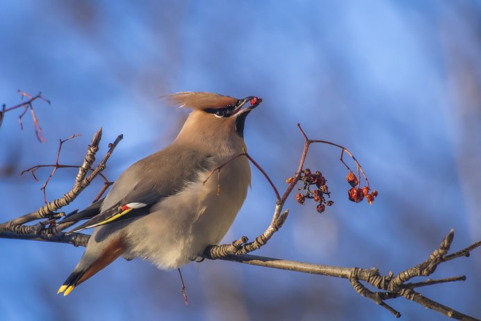 Сойка и свиристель