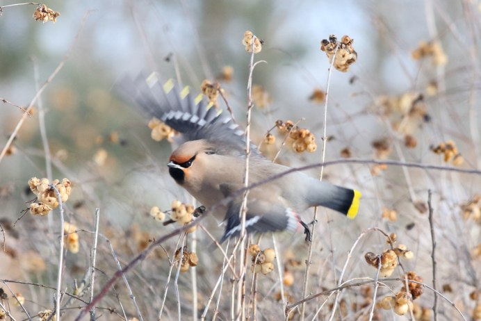 Ареал свиристелей