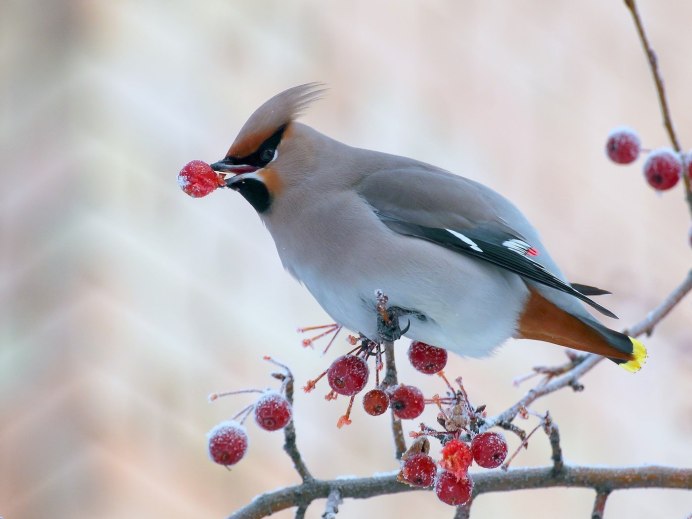 Свиристели Вологодская область