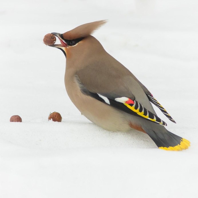 Свиристель птица зимой