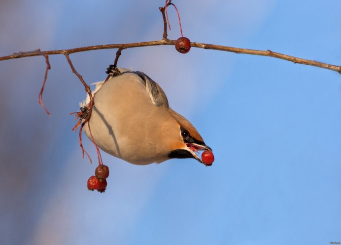 Кедровый свиристель Кедровый свиристель -