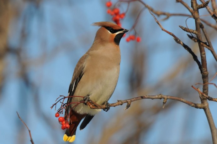 Свиристель (Bombycilla garrulus)