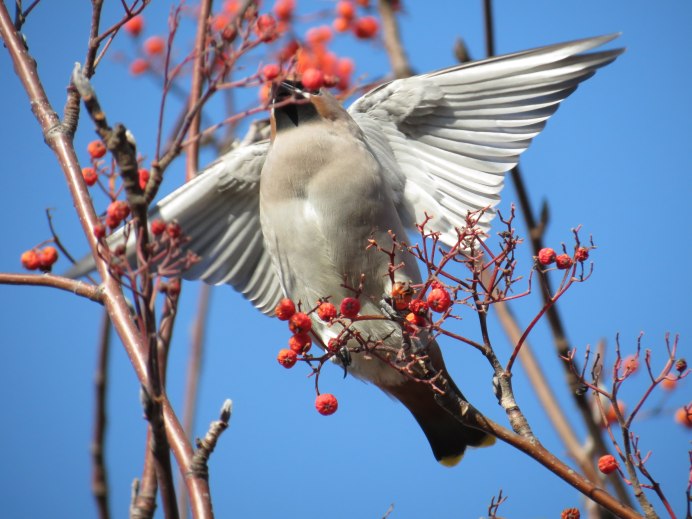 Свиристель в полете