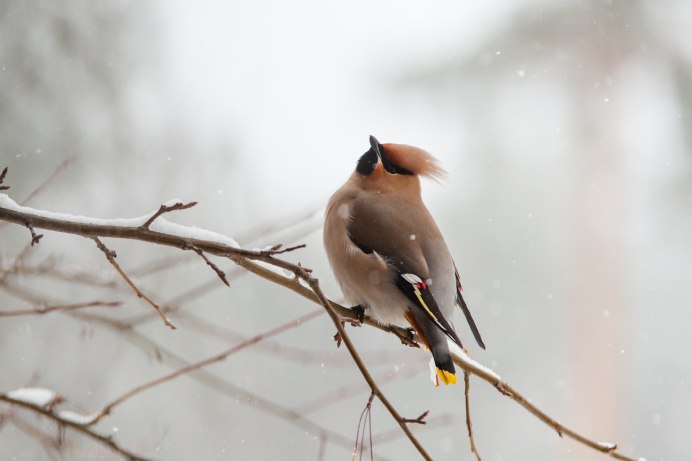 Свиристель гнездо