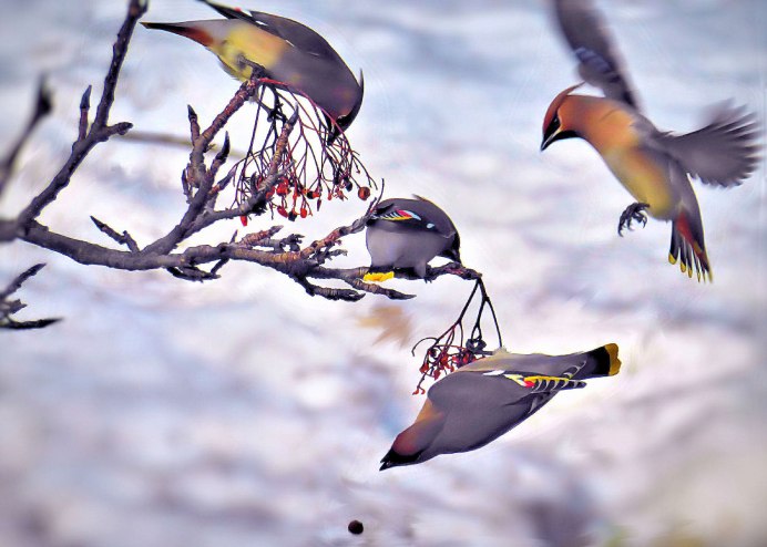 Американский свиристель