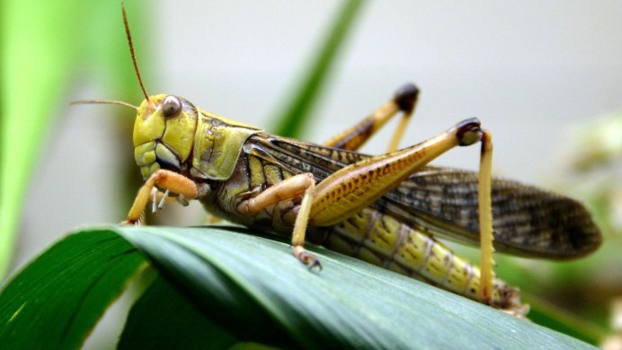 Саранча Перелетная locusta migratoria