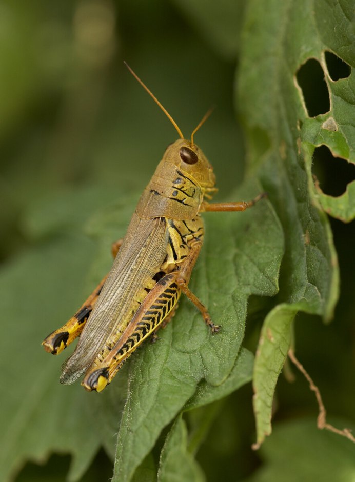 Саранча Перелетная locusta migratoria