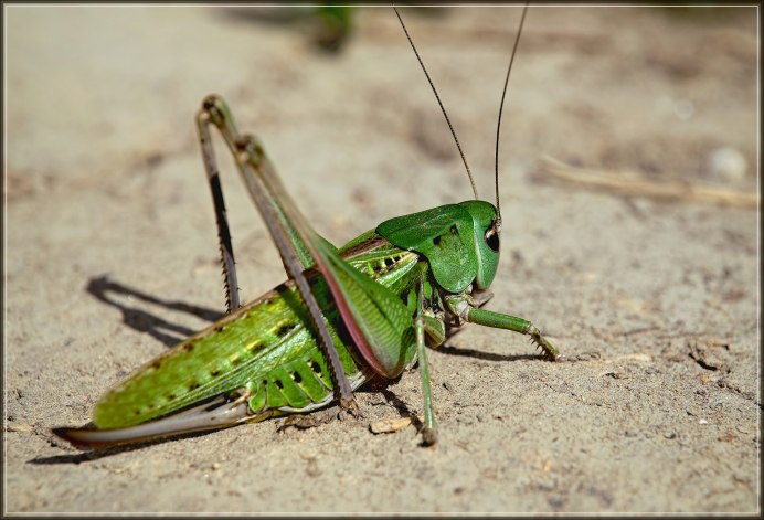 Гигантский конек Tropidacris collaris