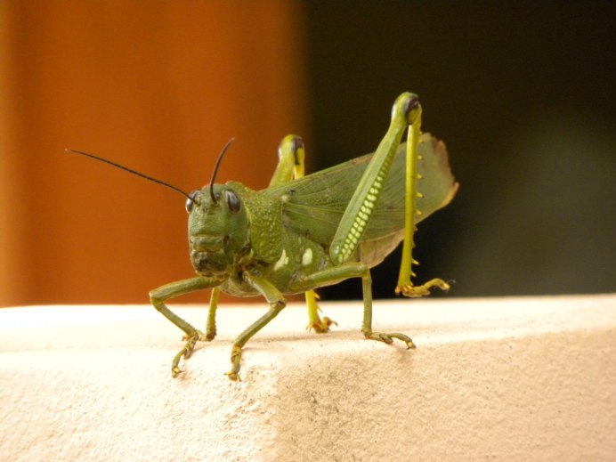 Радужный кузнечик Dactylotum bicolor