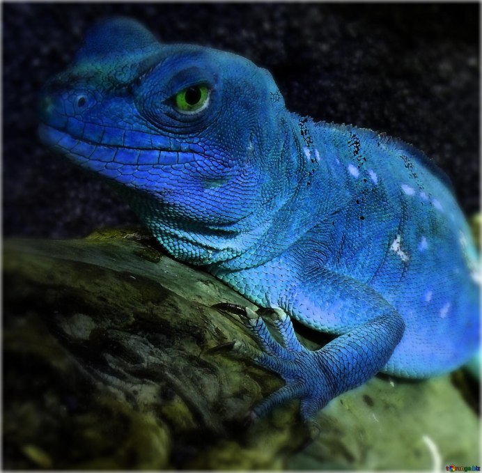 Голубая агама ящерица