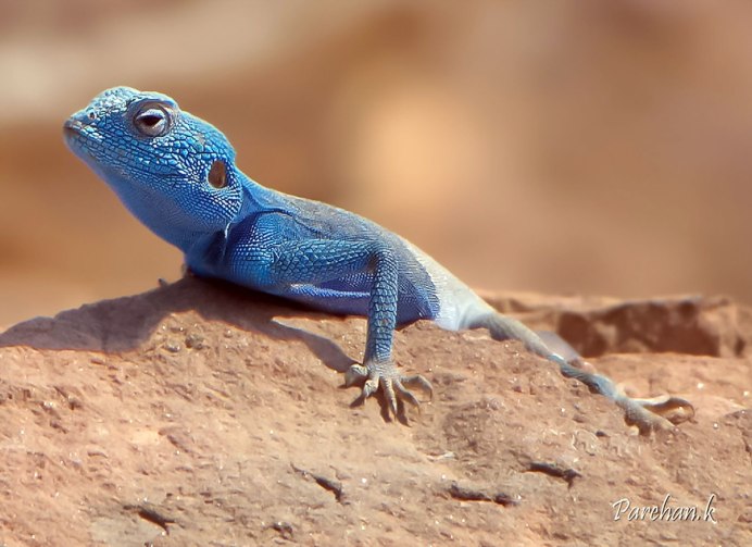 Бородатая агама голубая