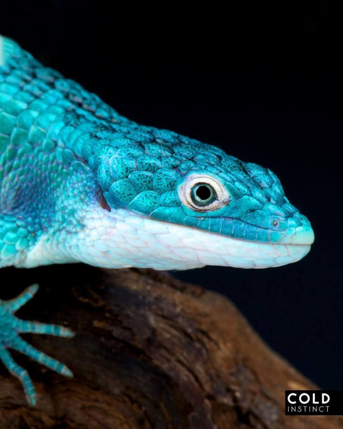 Голубая агама ящерица