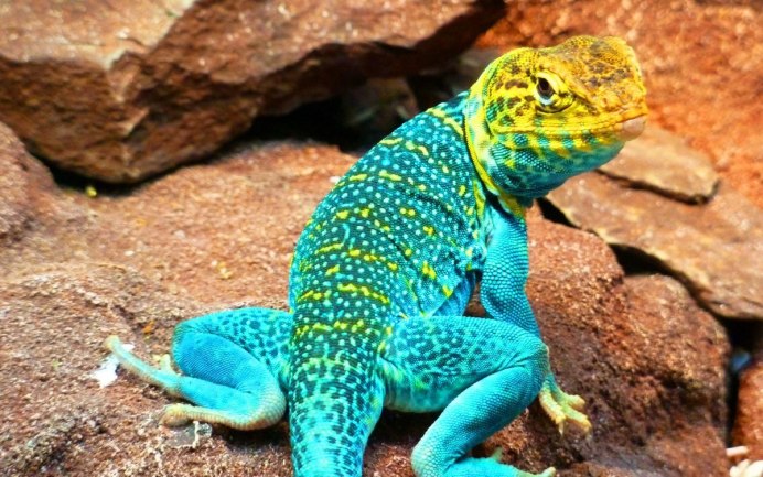 Геккон голубой эублефар