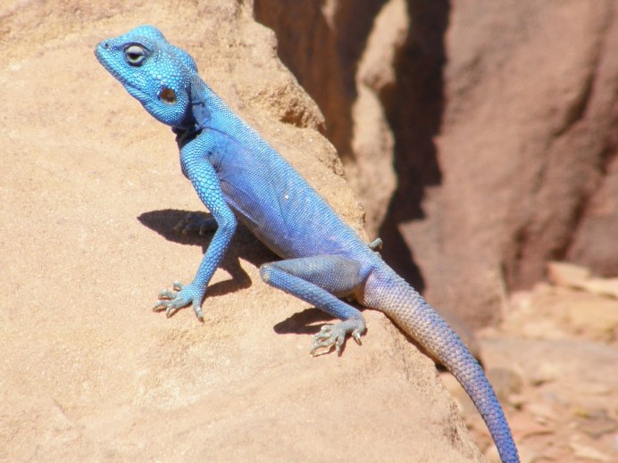 Aruba Whiptail Lizard