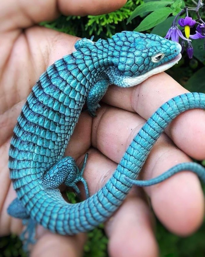 Древесная Аброния голубая