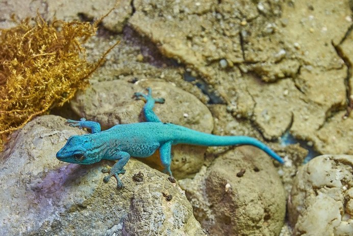 Колючая ящерица агама