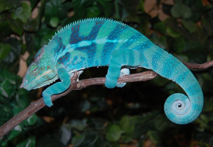 Пантеровый хамелеон самка