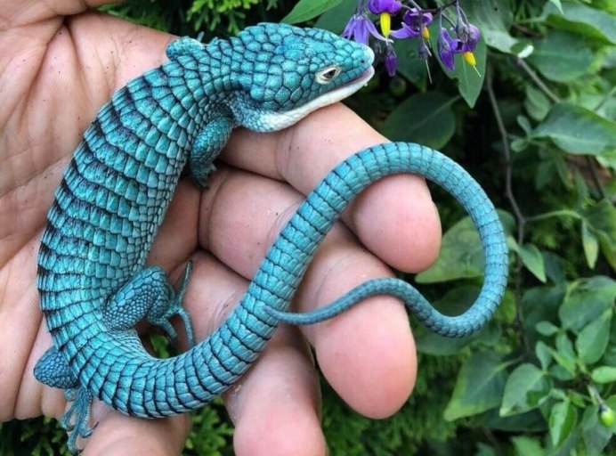 Голубая Аброния