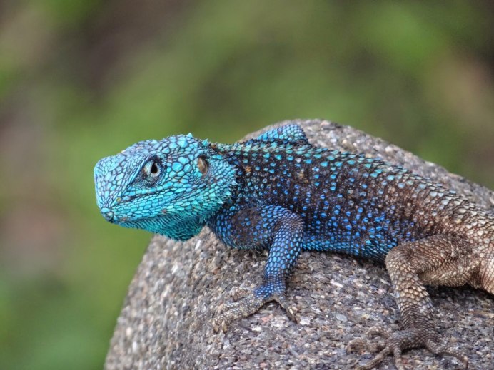Голубая агама ящерица