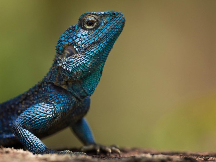 Голубая игуана ящерица