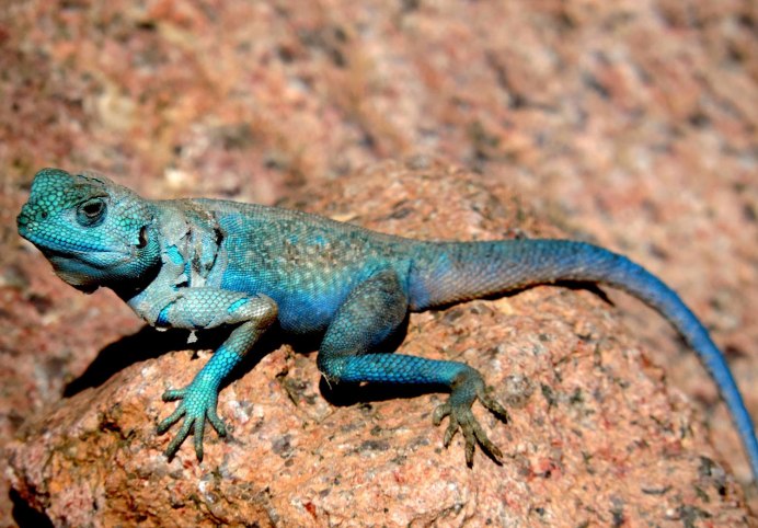 Голубой Варан ящерица