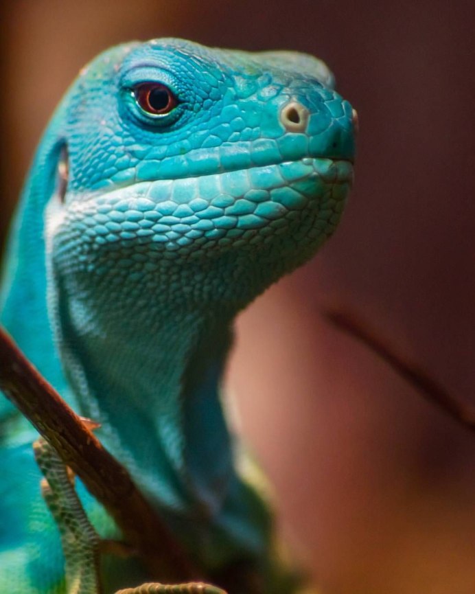 Ящерица голубой анолис