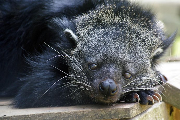 Bearcat Binturong