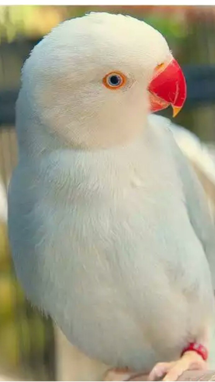 Indian ringneck попугай