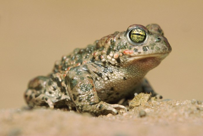 Серая жаба Bufo Bufo