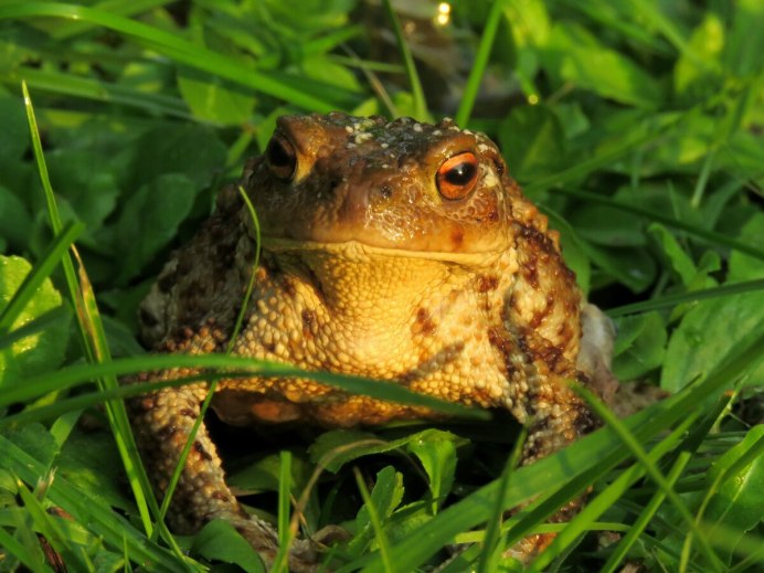 Тростниковая жаба (Bufo Marinus)
