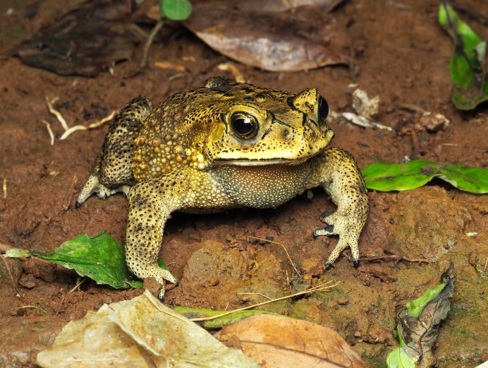 Коровница (лат. Bufo Bufo ареал
