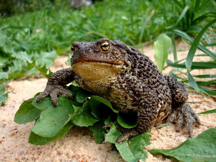 Тростниковая жаба (Bufo Marinus)