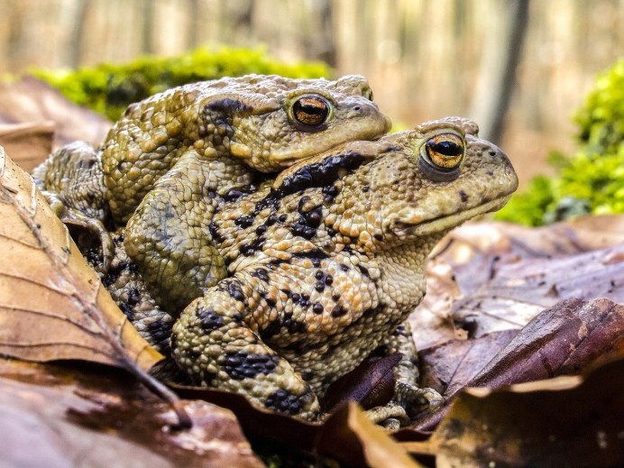 Жаба Anaxyrus canorus
