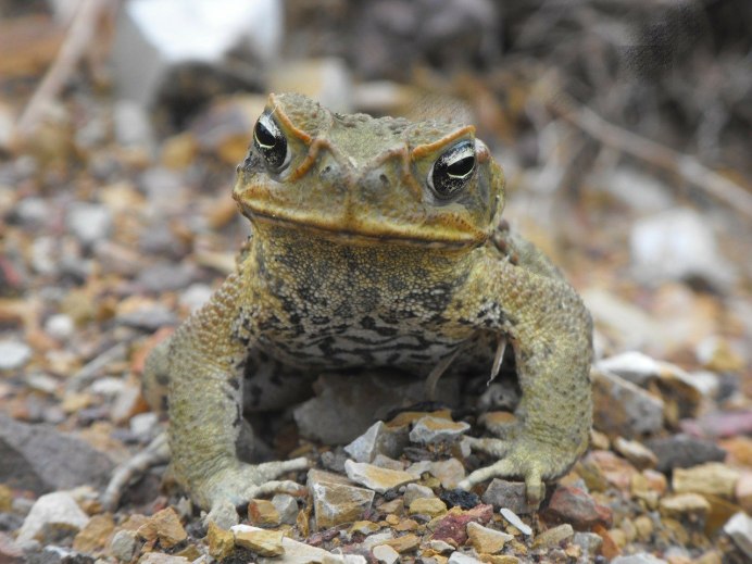 Обыкновенная жаба (Bufo Bufo)