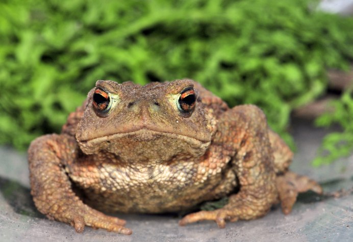Anaxyrus americanus