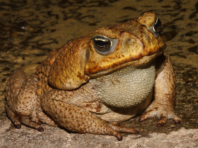 Жаба Bufo superciliaris