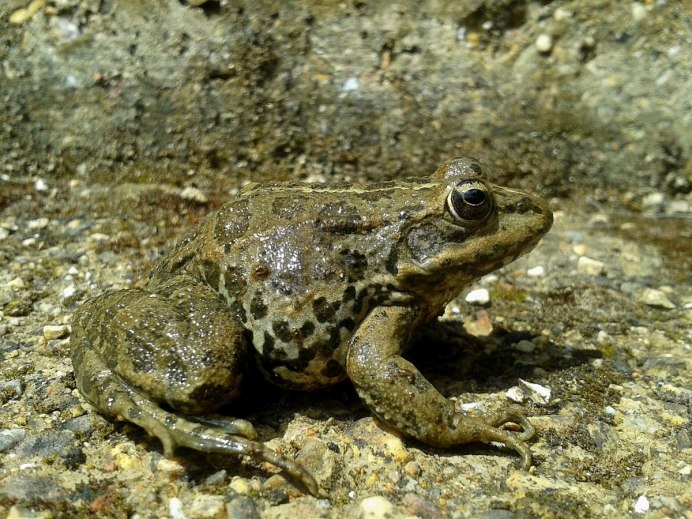 Серая жаба Bufo Bufo