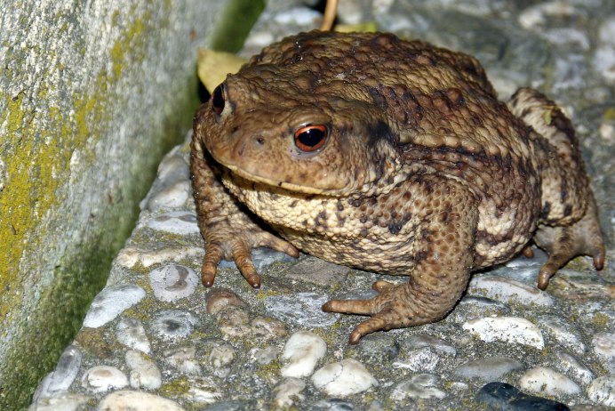 Тростниковая жаба (Bufo Marinus)