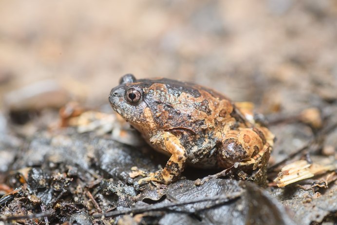 Обыкновенная жаба (Bufo Bufo)
