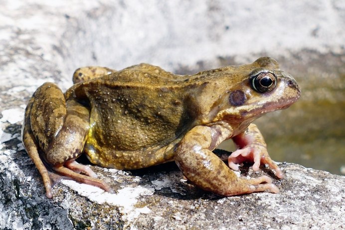 Amolops tormotus