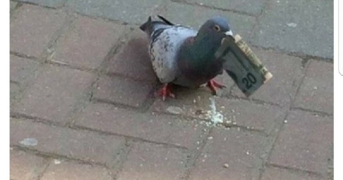 Испуганный голубь