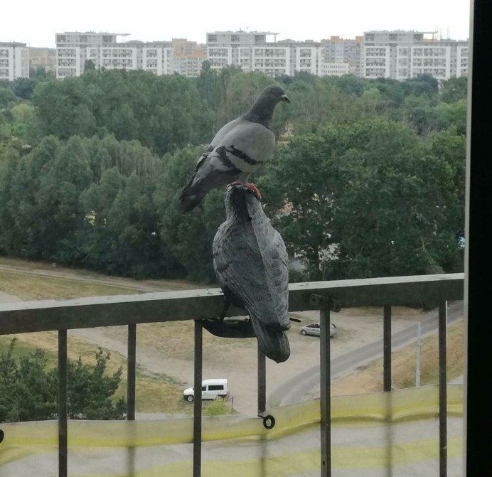 Голуби на морозе