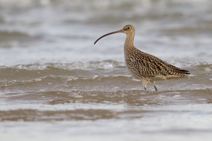Сахалинский чернозобик