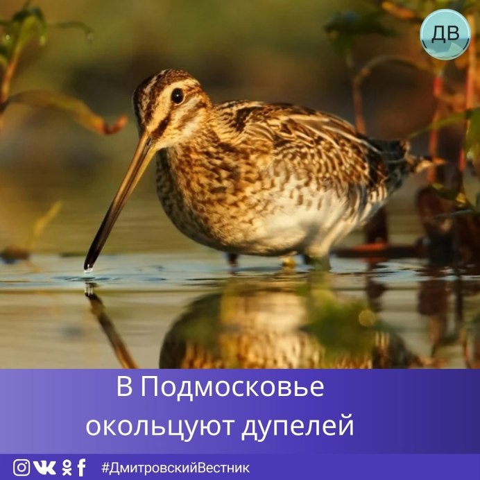 Ходулочниковый песочник