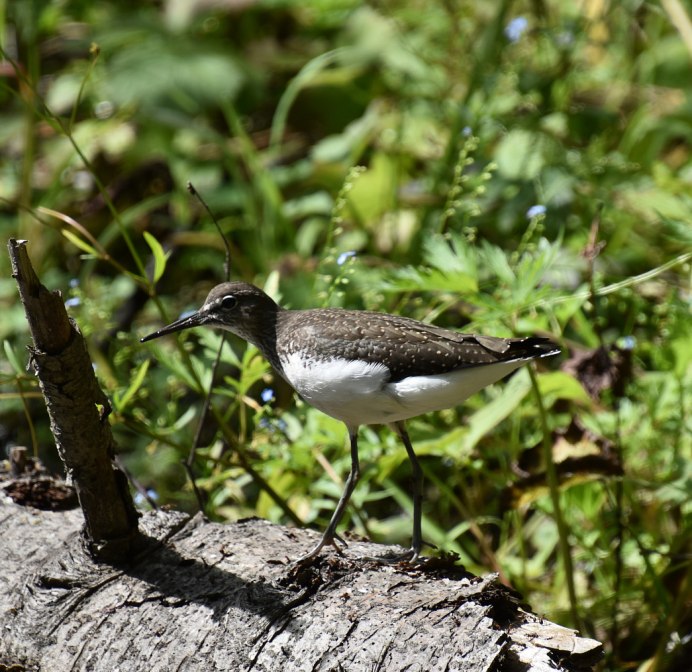 Кулик вальдшнеп