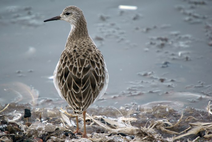 Кулик чернозобик