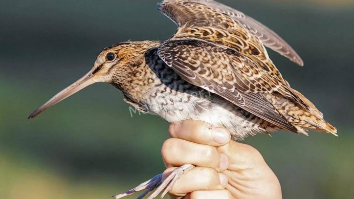 Кулик Бекас