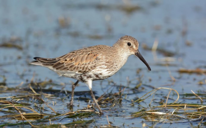 Кулик пятнистый