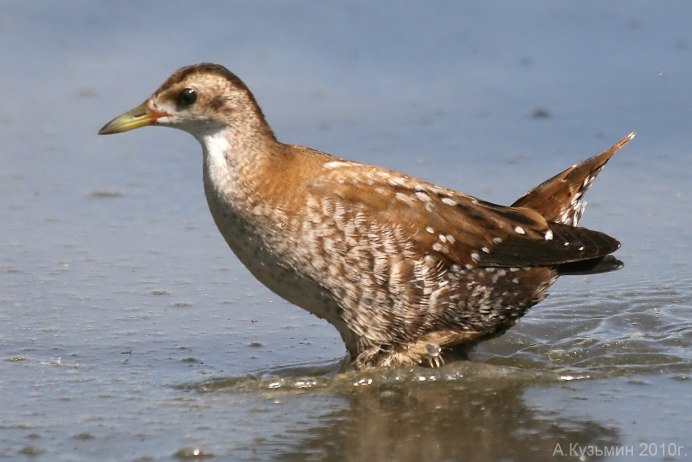 Чернозобик птенец